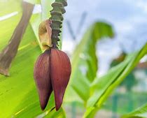 Khasiat Jantung Pisang Kepok Untuk Kesehatan